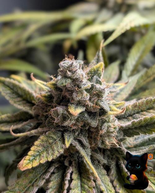 Sunset Sherb Go Fast. Week 12