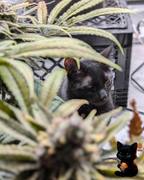 Sunset Sherb Go Fast. Week 12