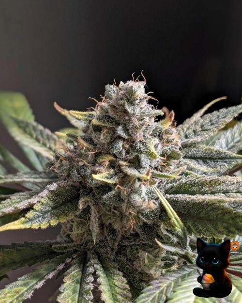 Sunset Sherb Go Fast. Week 12