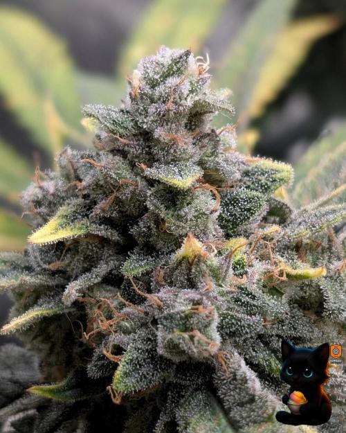 Sunset Sherb Go Fast. Week 12