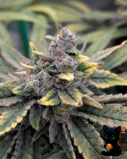 Sunset Sherb Go Fast. Week 12