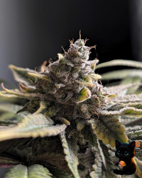 Sunset Sherb Go Fast. Week 12