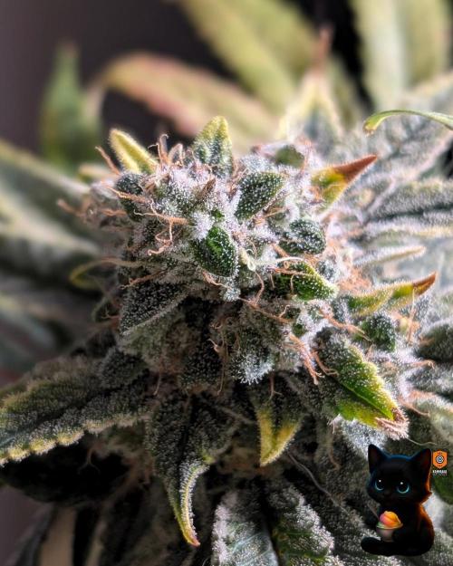 Sunset Sherb Go Fast. Week 12