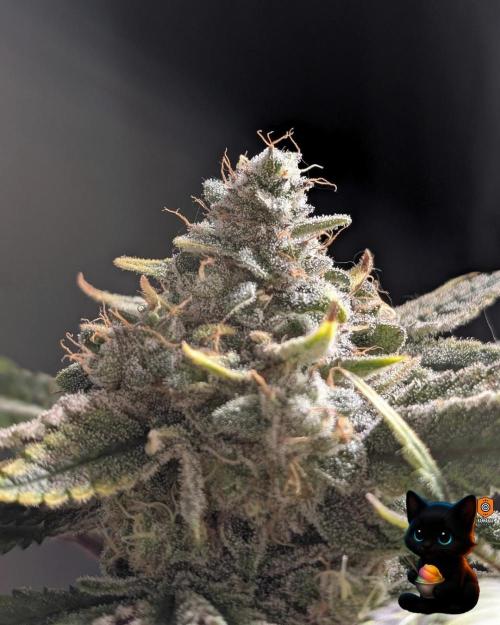 Sunset Sherb Go Fast. Week 12