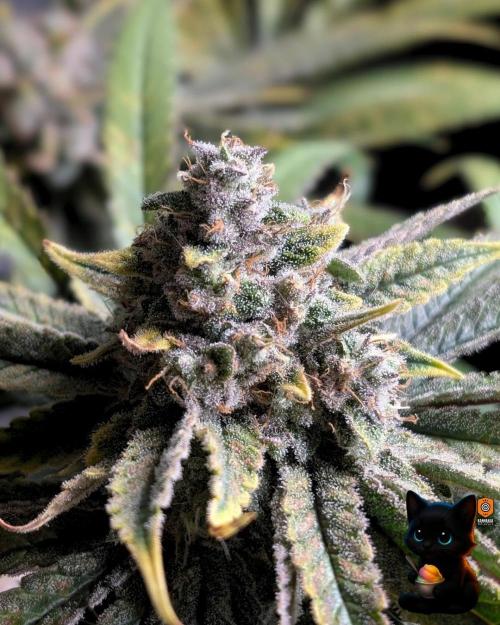 Sunset Sherb Go Fast. Week 12