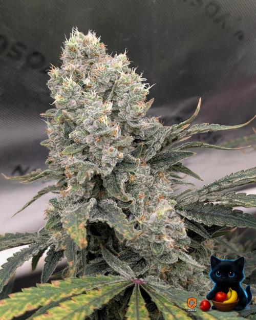 Twinning with Apples and Bananas. Week 17