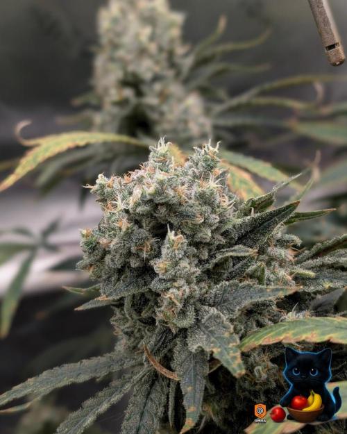 Twinning with Apples and Bananas. Week 17