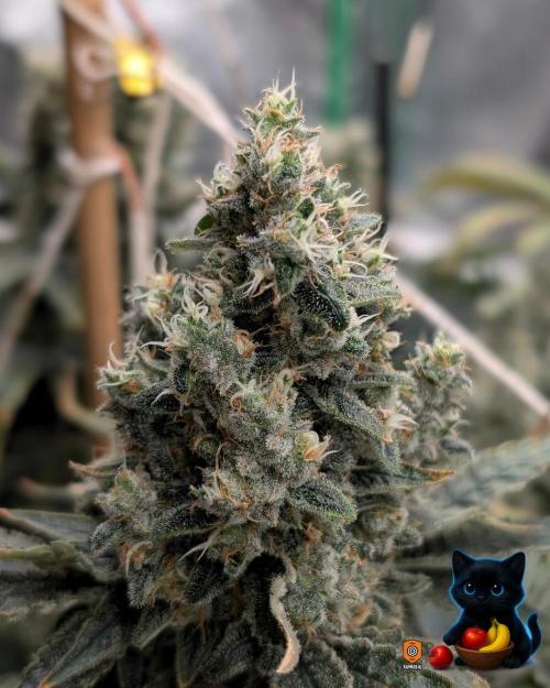 Twinning with Apples and Bananas. Week 17