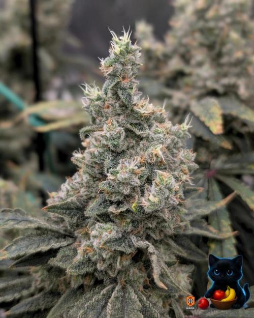 Twinning with Apples and Bananas. Week 17