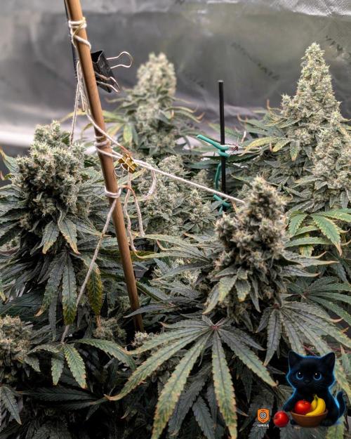 Twinning with Apples and Bananas. Week 17