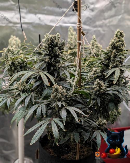 Twinning with Apples and Bananas. Week 17