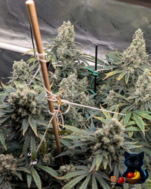 Twinning with Apples and Bananas. Week 17