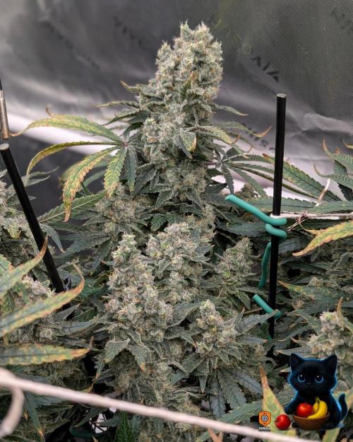 Twinning with Apples and Bananas. Week 17