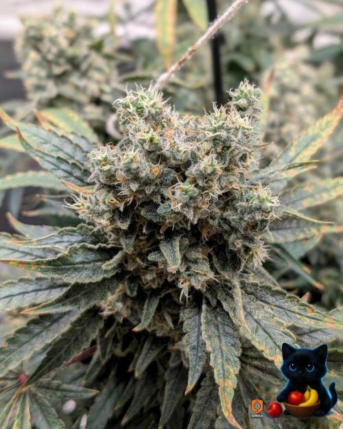 Twinning with Apples and Bananas. Week 17