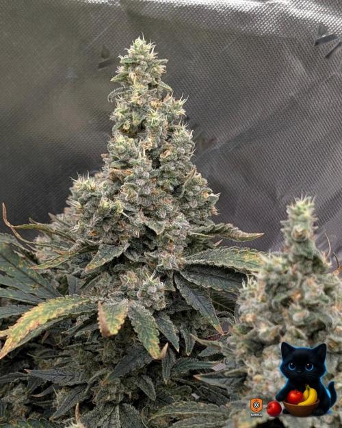 Twinning with Apples and Bananas. Week 17