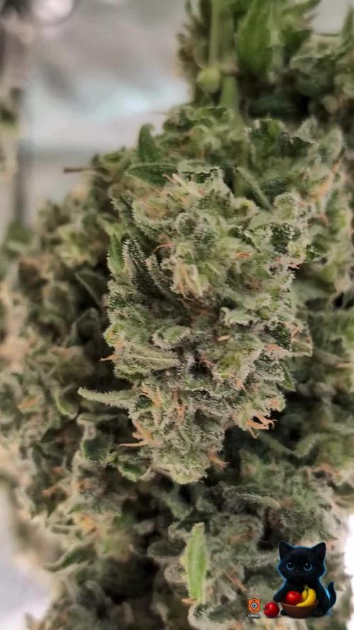 Twinning with Apples and Bananas