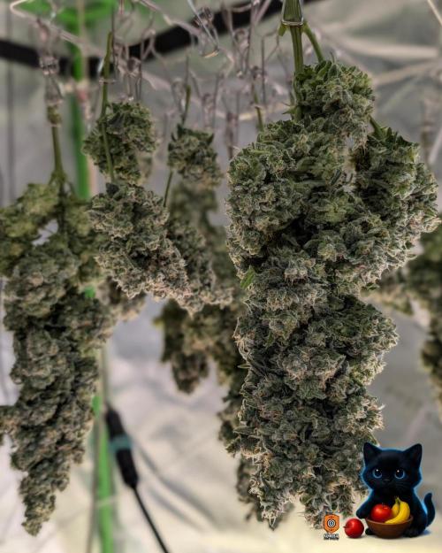 Twinning with Apples and Bananas. Week 18