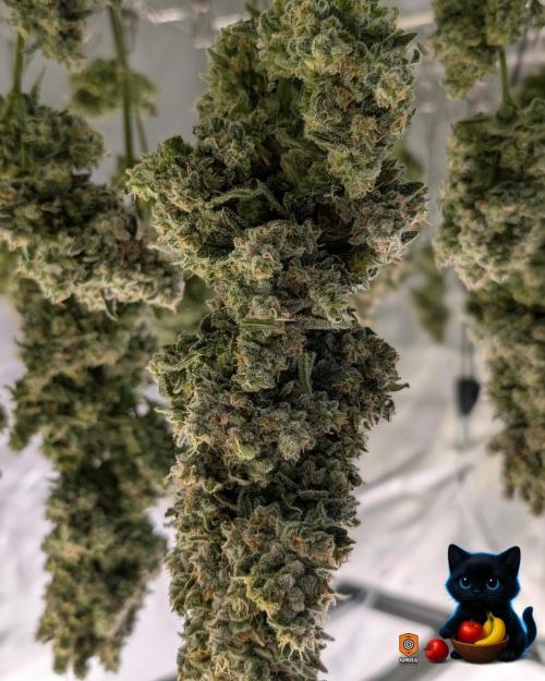 Twinning with Apples and Bananas. Week 18