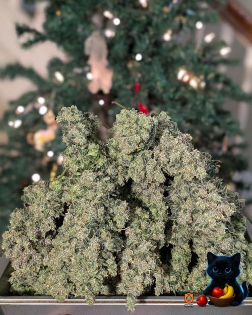 Twinning with Apples and Bananas. Week 18