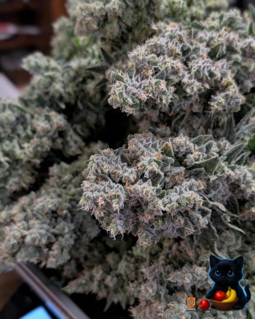 Twinning with Apples and Bananas. Week 18