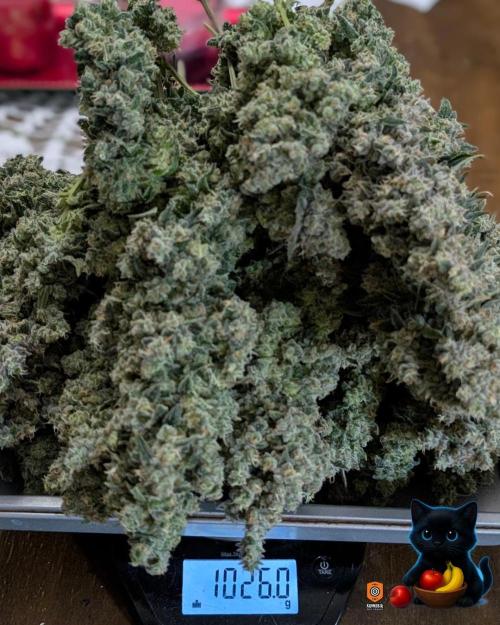 Twinning with Apples and Bananas. Week 18