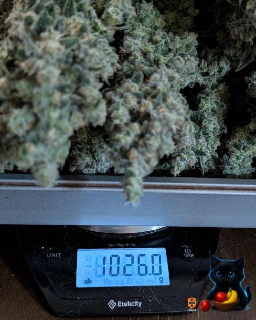 Twinning with Apples and Bananas. Week 18