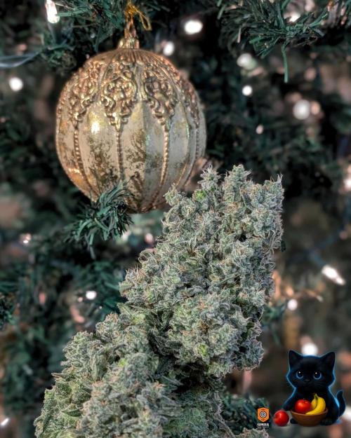 Twinning with Apples and Bananas. Week 18