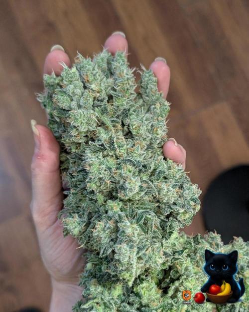 Twinning with Apples and Bananas. Week 18