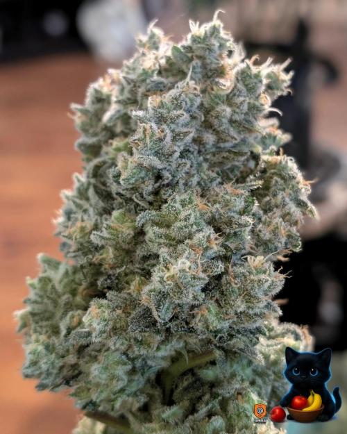 Twinning with Apples and Bananas. Week 18