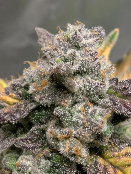 Gettin Frosty with Da Boys. Week 10