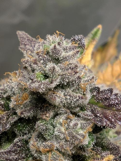 Gettin Frosty with Da Boys. Week 10