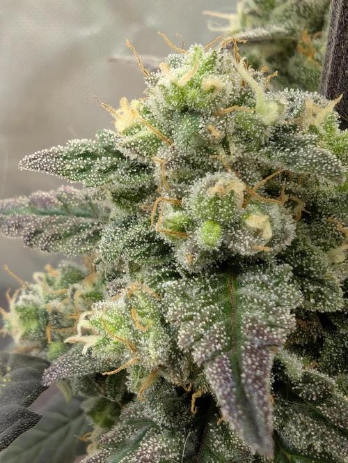 Gettin Frosty with Da Boys. Week 10