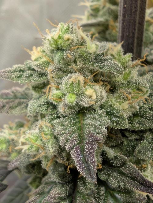 Gettin Frosty with Da Boys. Week 10