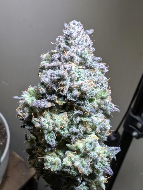 Gettin Frosty with Da Boys. Week 11