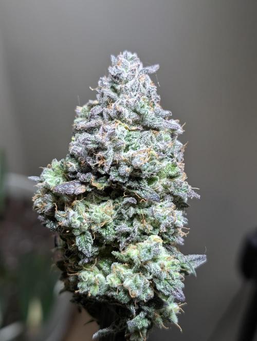 Gettin Frosty with Da Boys. Week 11