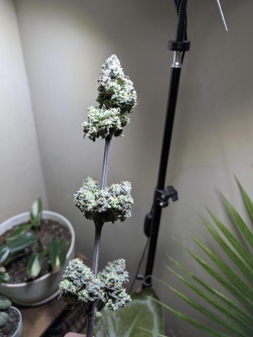 Gettin Frosty with Da Boys. Week 11