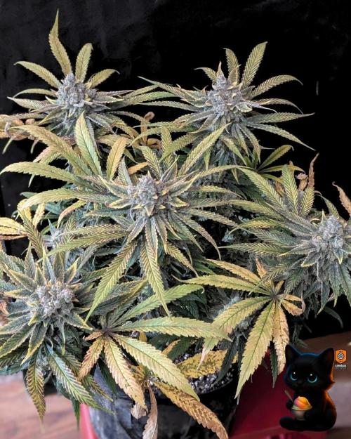 Sunset Sherb Go Fast. Week 13