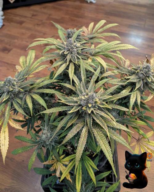 Sunset Sherb Go Fast. Week 13