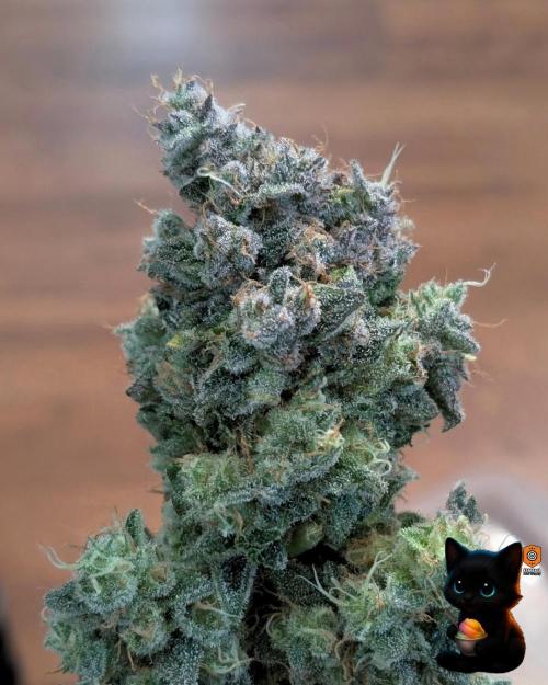 Sunset Sherb Go Fast. Week 13