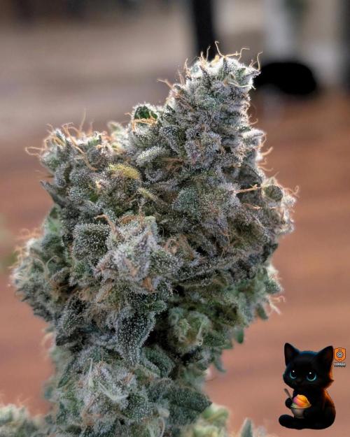 Sunset Sherb Go Fast. Week 13