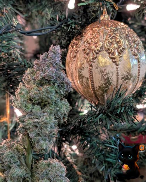 Sunset Sherb Go Fast. Week 13