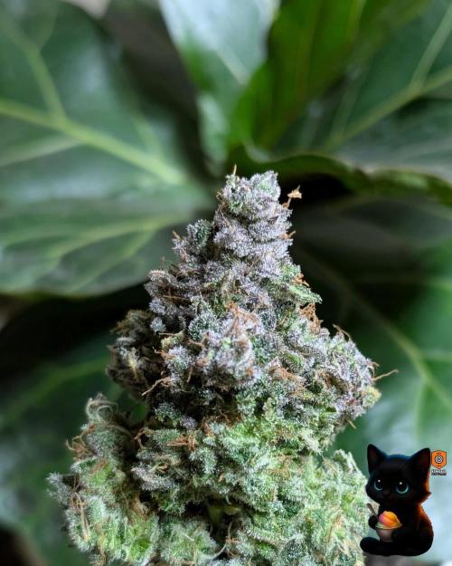 Sunset Sherb Go Fast. Week 13