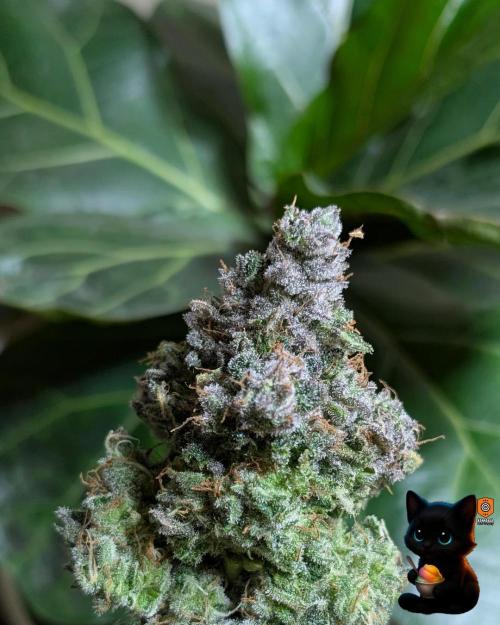 Sunset Sherb Go Fast. Week 13