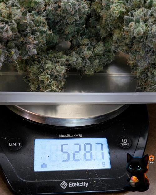 Sunset Sherb Go Fast. Week 13