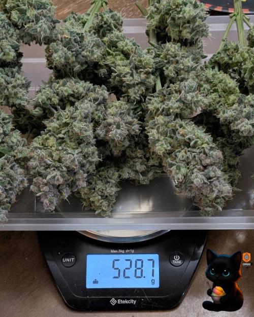 Sunset Sherb Go Fast. Week 13