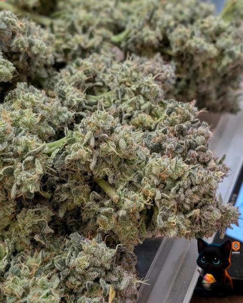 Sunset Sherb Go Fast. Week 13