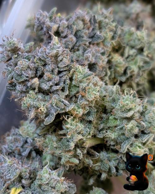 Sunset Sherb Go Fast. Week 13