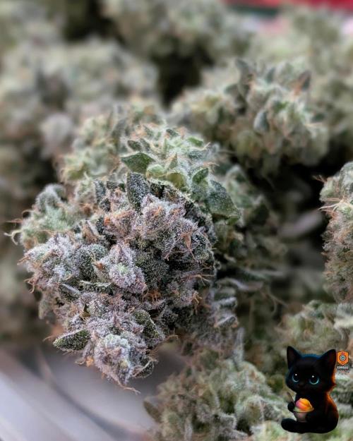 Sunset Sherb Go Fast. Week 13