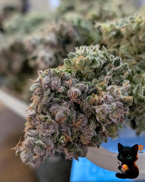 Sunset Sherb Go Fast. Week 13