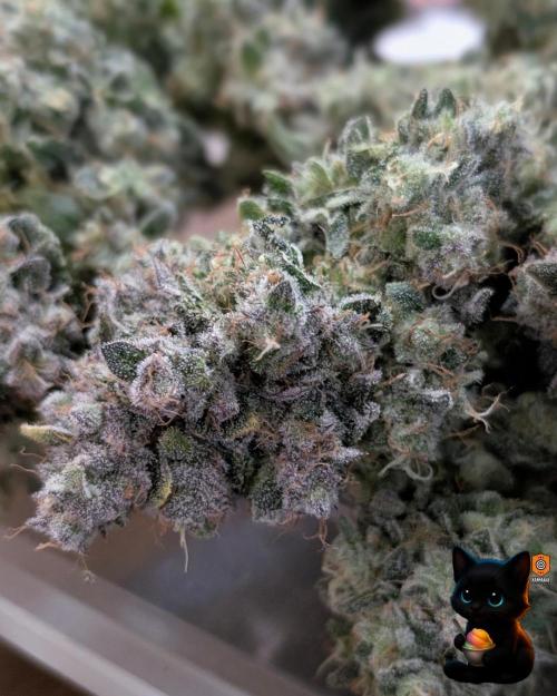 Sunset Sherb Go Fast. Week 13